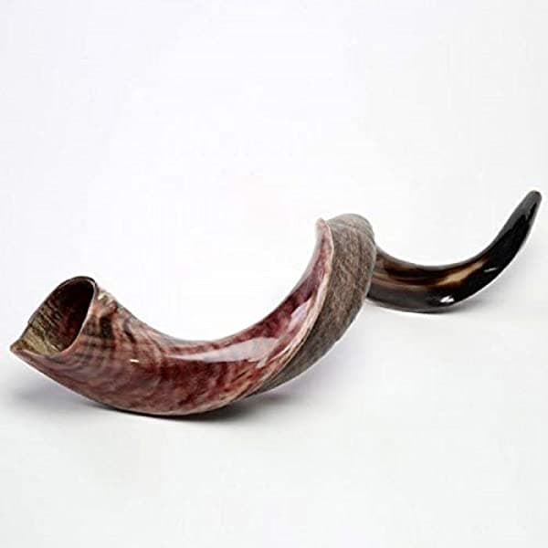 Half Polished Natural Judaica Kosher 60-70 cm Cuerno de Kudú Yaminita para Shofar de Israel
