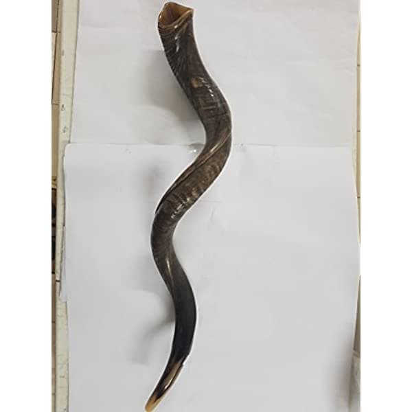 48 Yemenite Shofar Kosher Full Natural + Free Funda De Israel