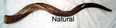 null Kosher Yemenite Shofar Kosher & Natural + Bolsa Gratis
