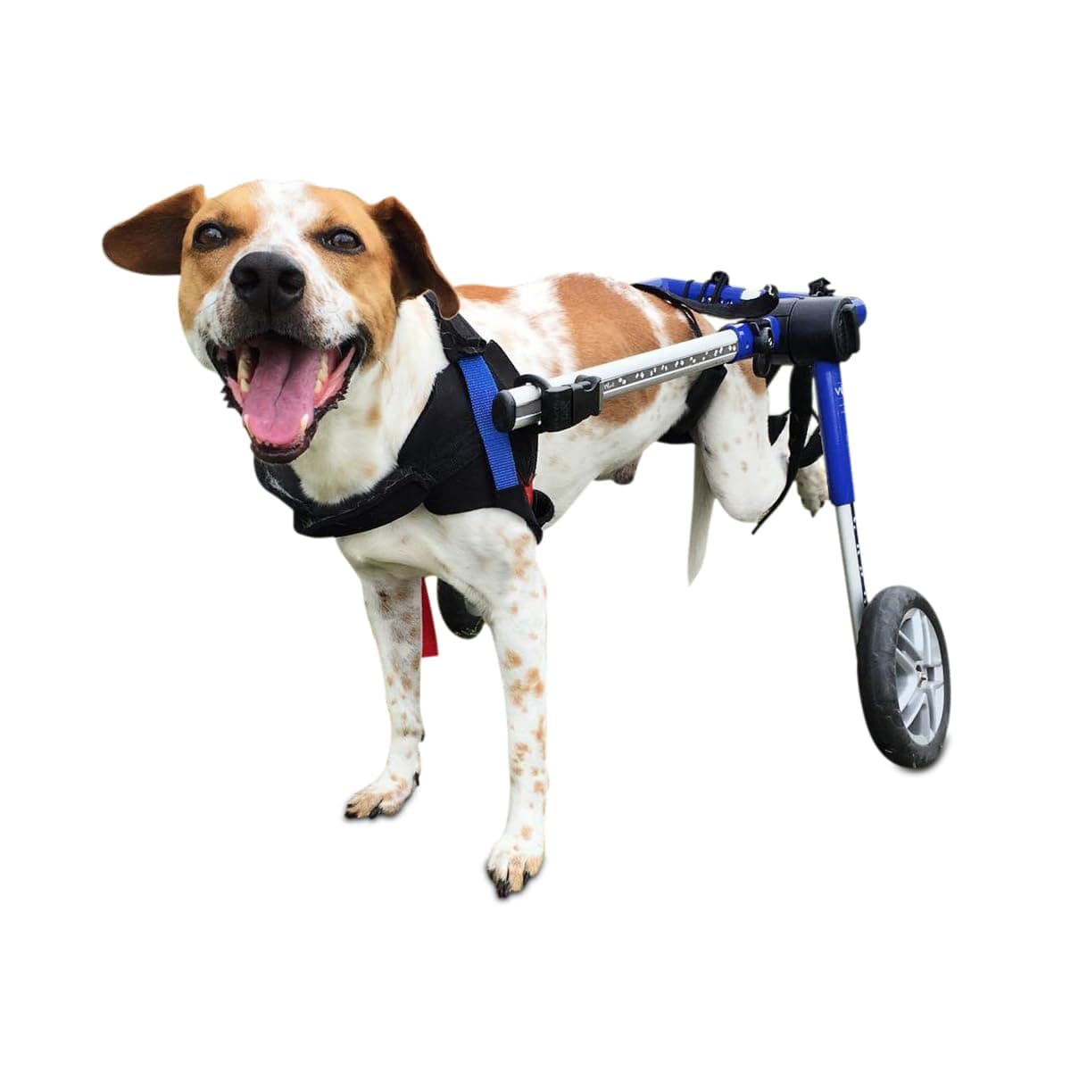 Silla de Ruedas para Perros Walkin' Wheels - para Perros Medianos de 26-49 lbs XWhse:Wheelchair:FC4-98