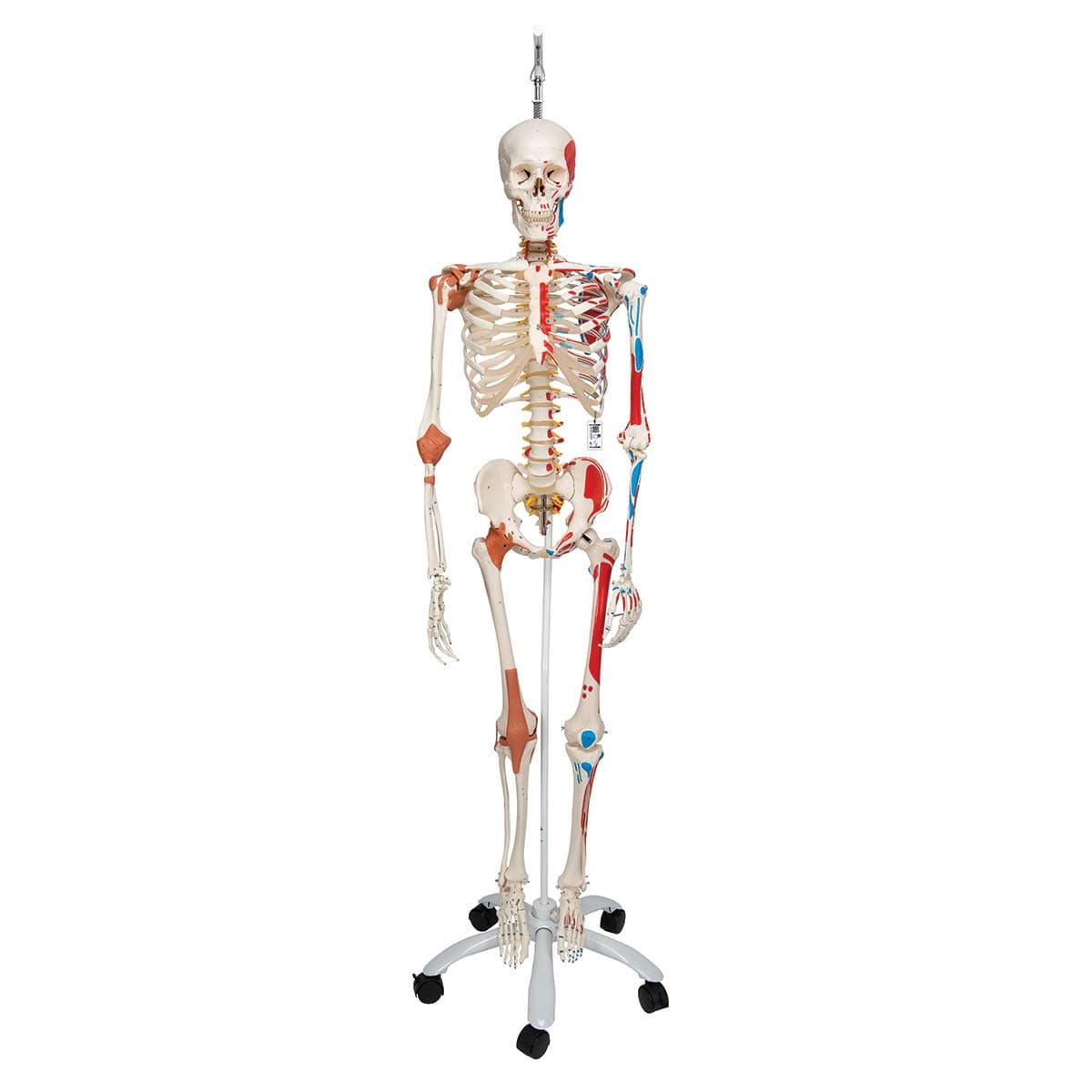 3B Scientific A13/1 "Sam" Super Skeleton con soporte rodante colgante - 3B Smart Anatomy