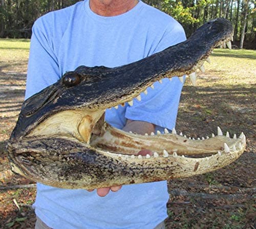 Real River Cabeza de Aligator Taxidermia 16+" de 10 Pieza Cocodrilo de Louisiana RXZER23