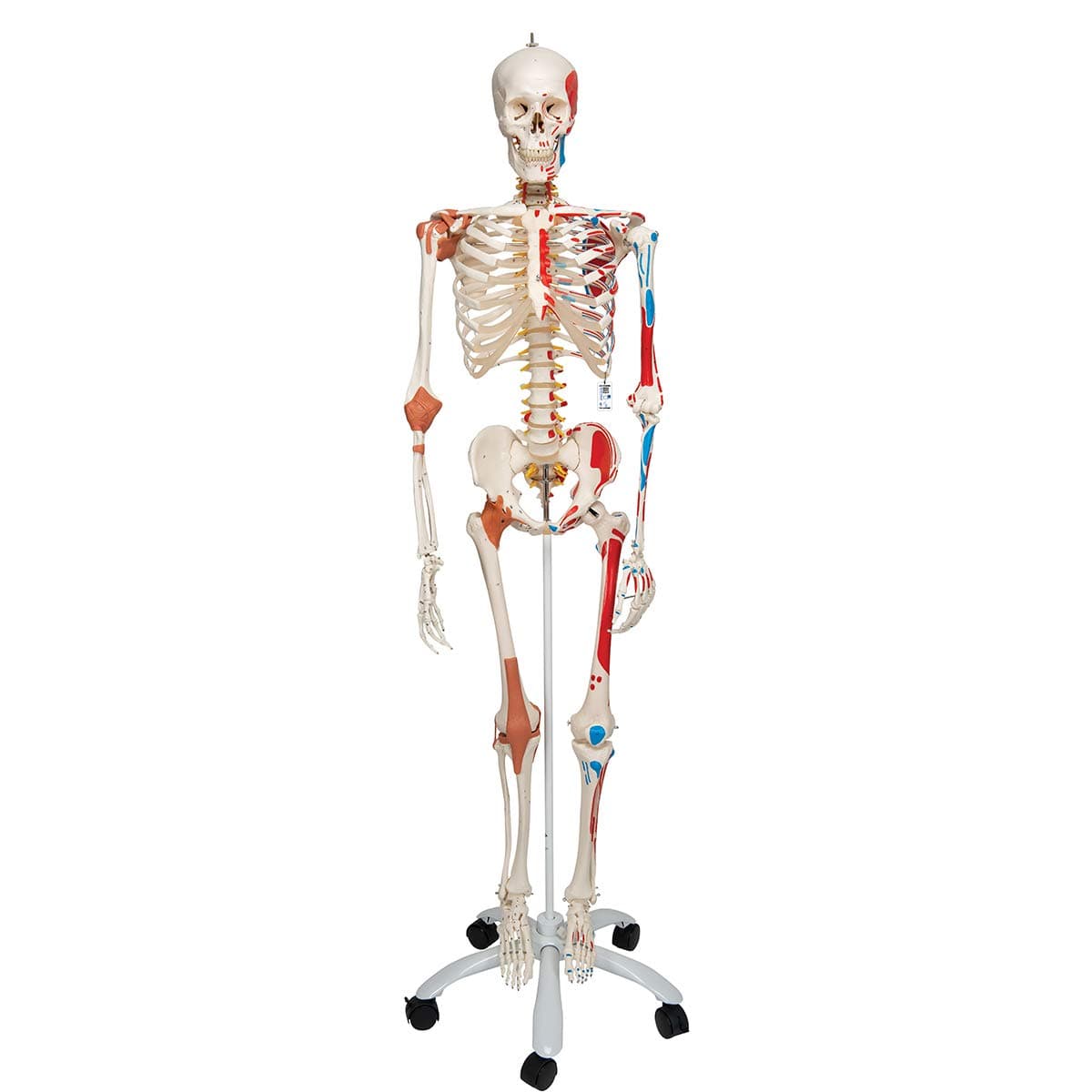 3B Scientific A13 "Sam" Super Skeleton con soporte pélvico - 3B Smart Anatomy