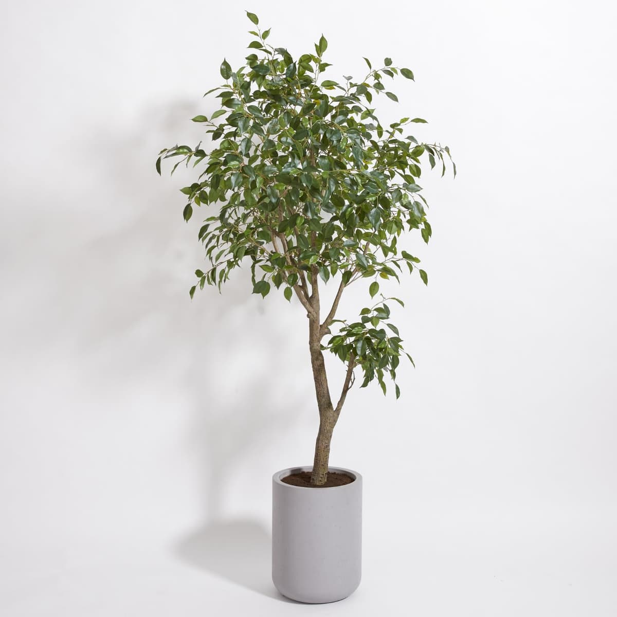 CG Hunter Ficus Artificial 6.5’ con Maceta Taupe, Tronco Pintado a Mano FIC-23001