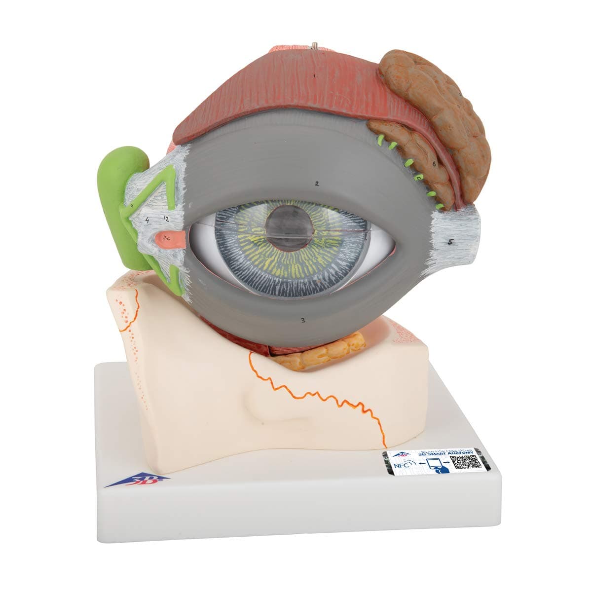 3B Scientific Eye 5X Modelo anatómico del ojo desmontable 8 partes con acceso a 3B Smart Anatomy F12