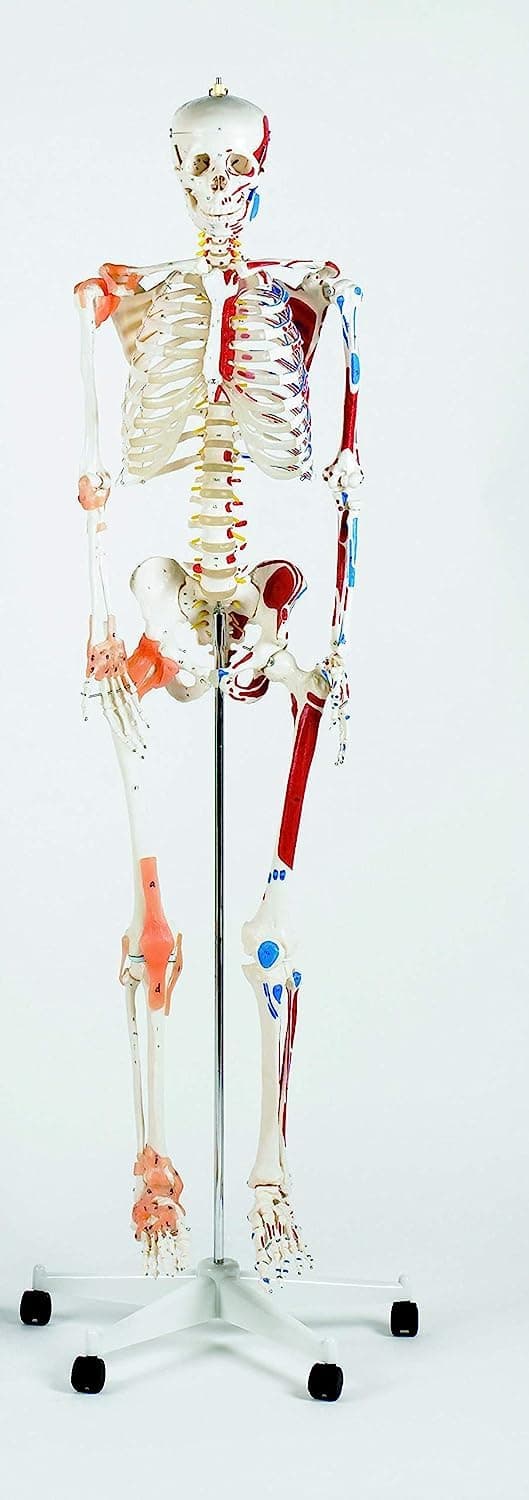 Performance Health Modelo de Esqueleto a Tamaño Real 170 cm con Base y Ruedas 091317528