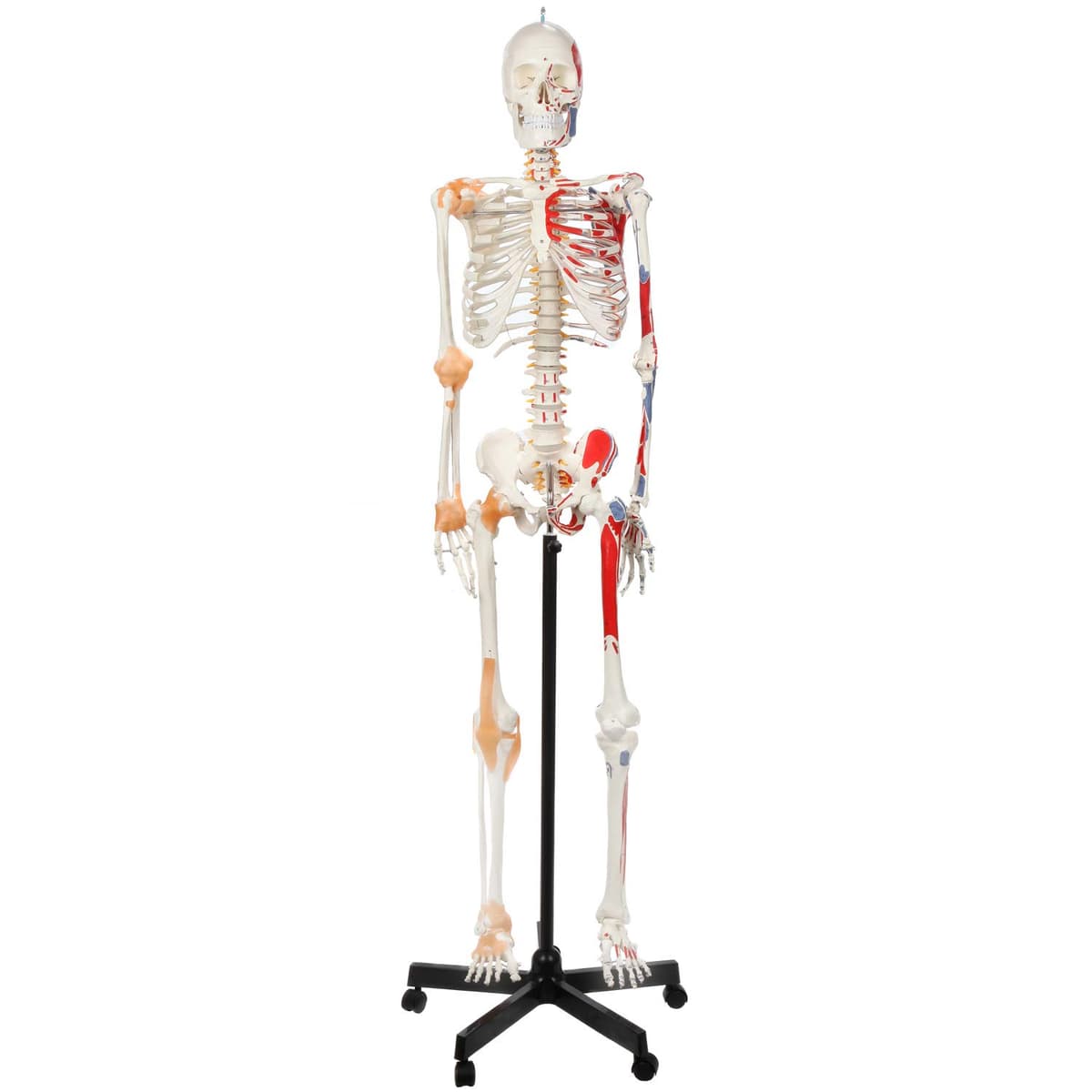 Axis Scientific A-105172 Esqueleto anatómico tamaño real flexible, pintado y numerado