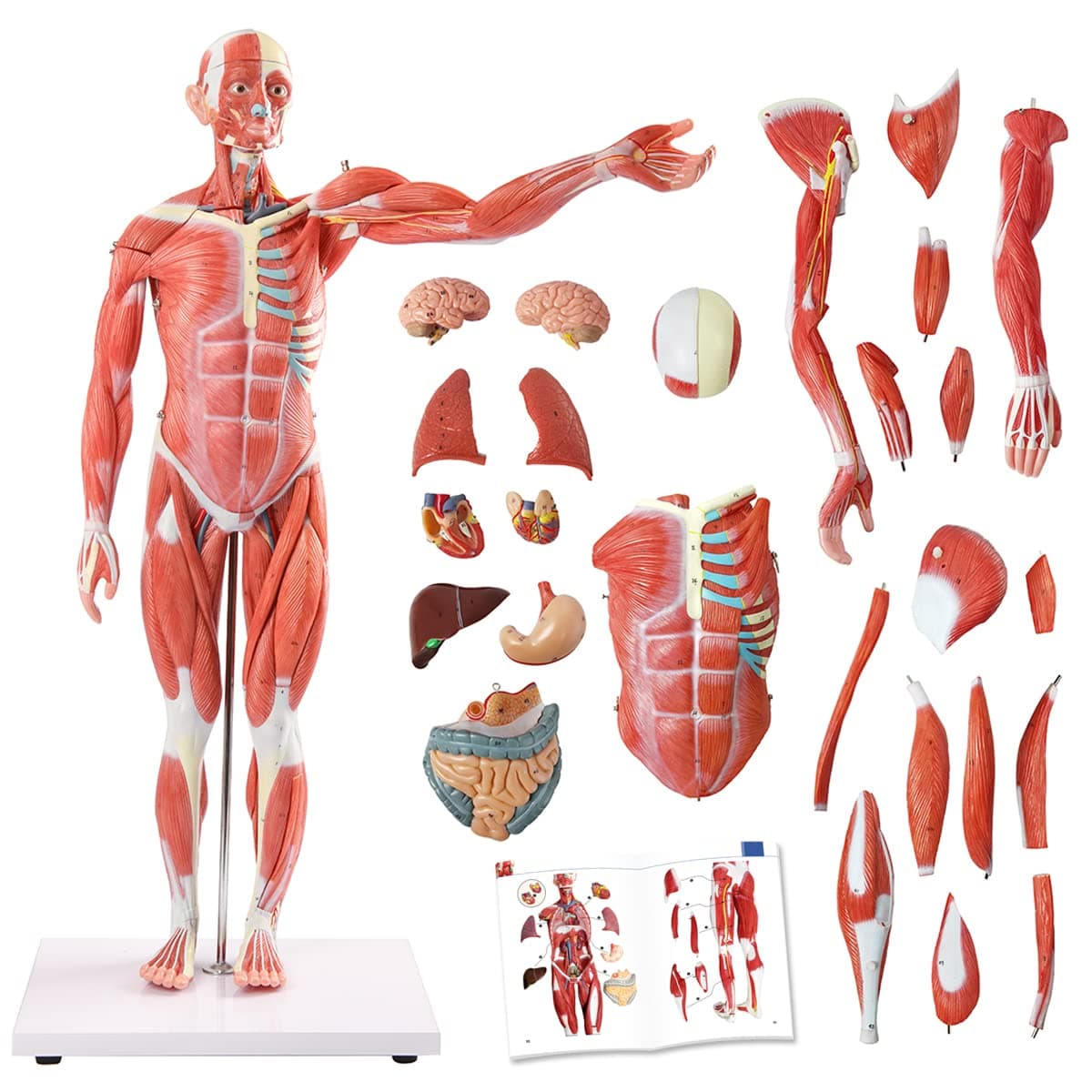 EVOTECH SCIENTIFIC Modelo anatómico muscular y de órganos humano 27 piezas 1/2 tamaño 85cmMusle-27
