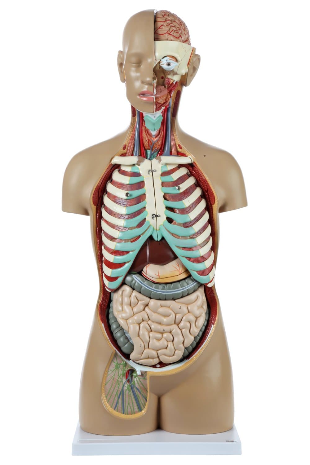 Axis Scientific Torso Anatómico Unisex 34" con 18 Órganos Removibles A-104283