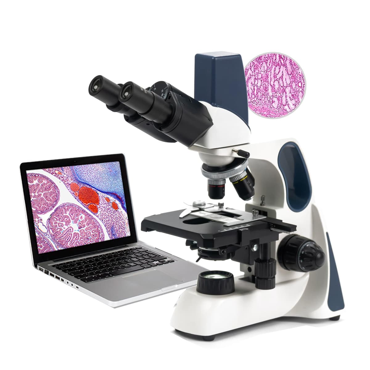 SWIFT Microscopio Binocular Estudiantil con Cámara 3MP, Cabeza Siedentopf y Platina Mecánica Pengjia30021