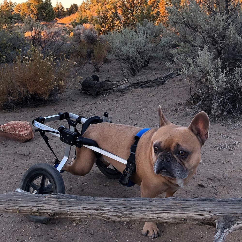 Silla de Ruedas para Perros K9 Carts 0MB