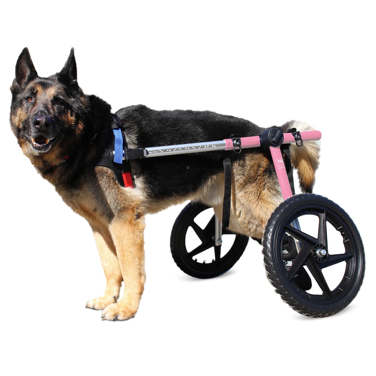 Silla de Ruedas para Perros Walkin' Wheels - para Perros Grandes de 70-180 Libras - Aprobada por Veterinarios - Silla de Ruedas para Patas Traseras XWhse:Wheelchair:FC9-1216