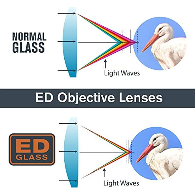 Celestron - Binoculares TrailSeeker ED de 8 x 32 - Binoculares ED compactos para observación de aves y actividades al aire libre - Binoculares con lentes objetivo ED - Óptica multicapa de banda ancha - Prisma de techo BaK4 71401