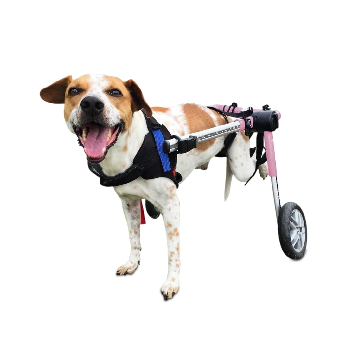 Silla de Ruedas para Perros Walkin' Wheels - para Perros Medianos de 26-49 lbs XWhse:Wheelchair:FC6-98
