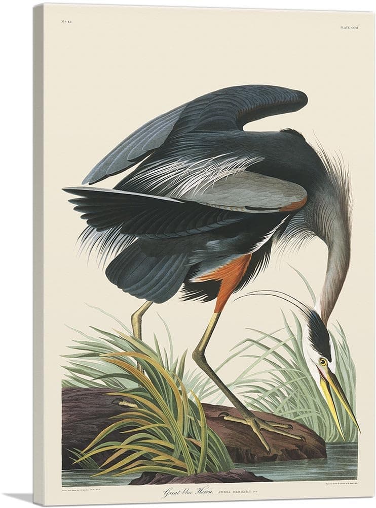 ARTCANVAS Great Blue Heron Impresión de Arte en Lienzo Estirada Enmarcada Pintura Cuadro Póster Giclée Decoración de Pared por John James Audubon - 60" x 40" (1.50" Profundo)