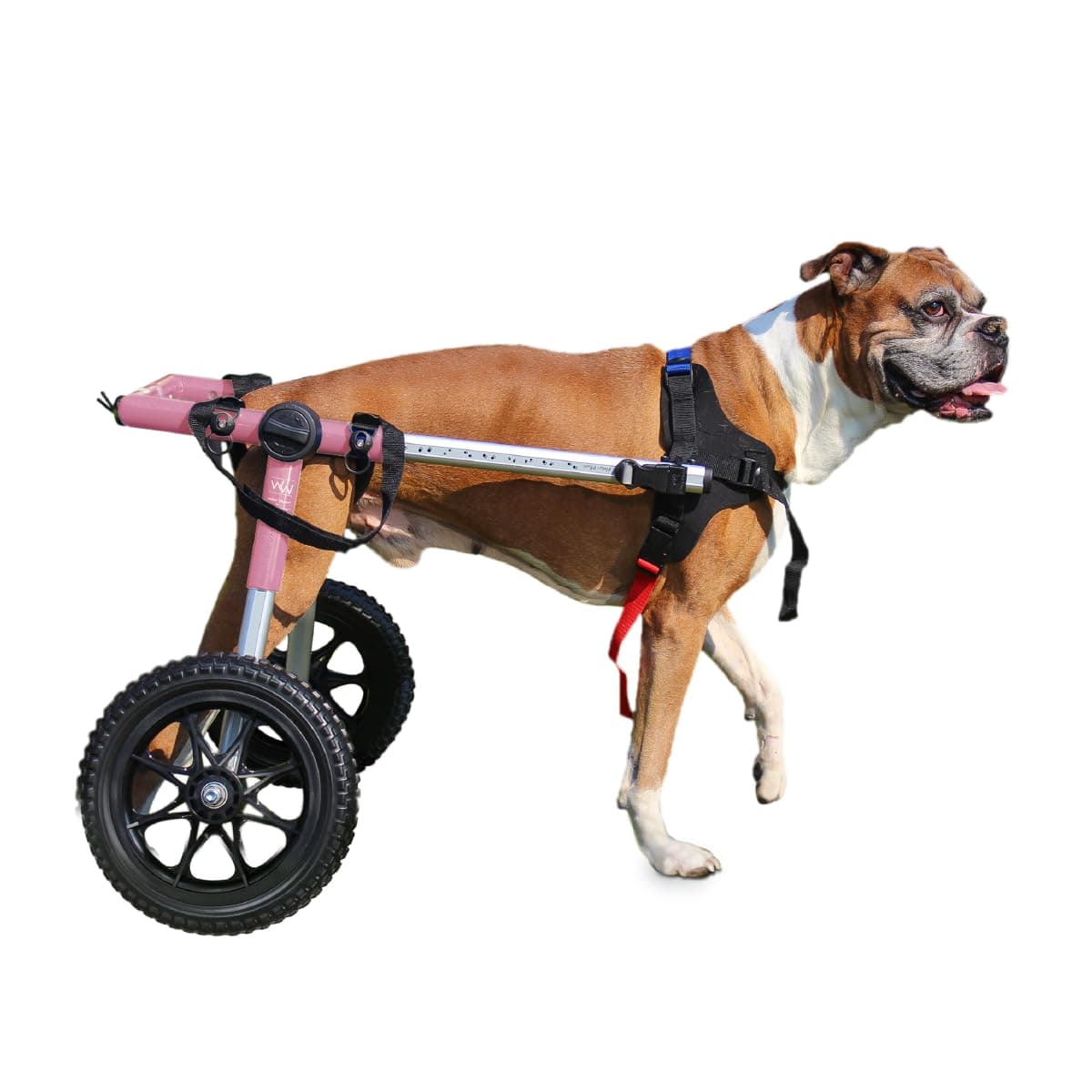 Silla de Ruedas para Perros Walkin' Wheels - para Perros Medianos/Grandes de 50-69 lbs - Aprobada por Veterinarios - Silla de Ruedas para Patas Traseras XWhse:Wheelchair:M:FC6-1212