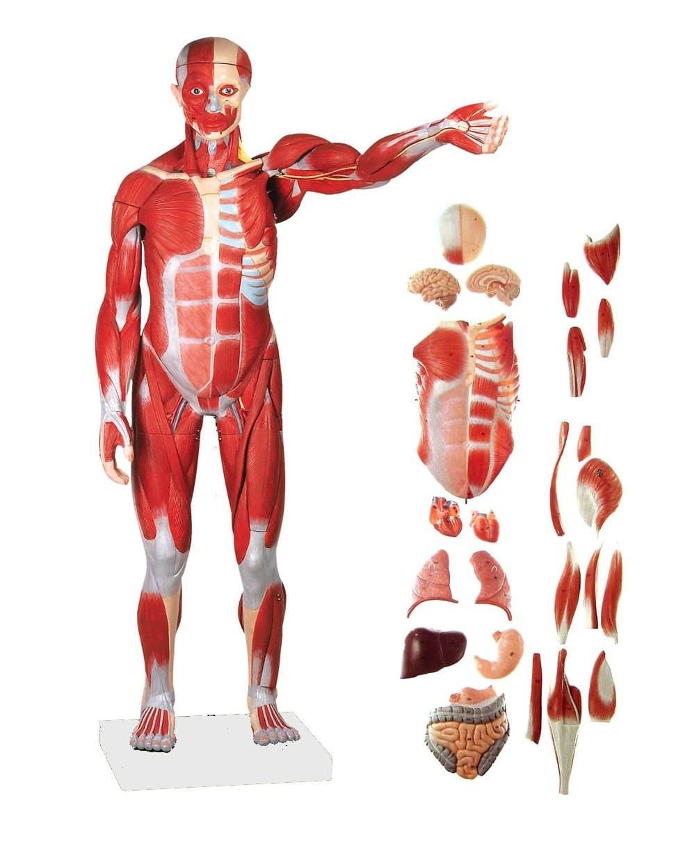 Modelo Anatómico Muscular Humano Wellden, 27 piezas, 1/2 tamaño natural, numerado