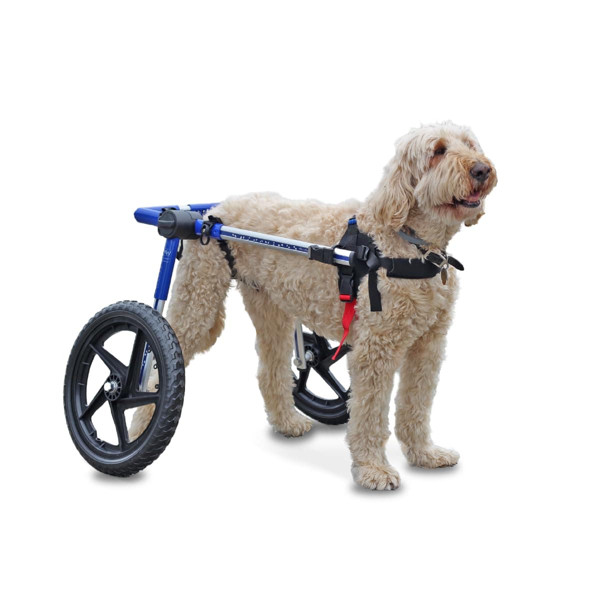 Silla de Ruedas para Perros Walkin' Wheels - para Perros Medianos/Grandes de 50-69 lbs - Aprobada por Veterinarios XWhse:Wheelchair:M:FC4-1216