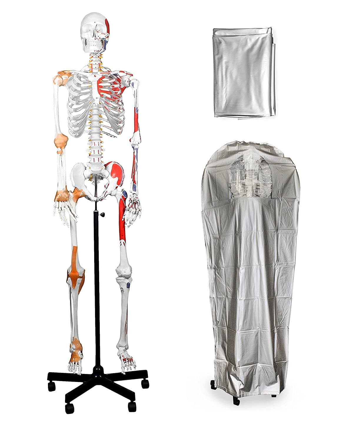 Vision Scientific VAS215-DC - Esqueleto Humano Tamaño Real con Músculos y Ligamentos Pintados B102XX-DC