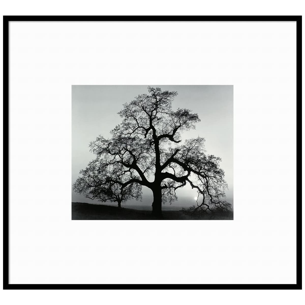 Amanti Art Oak Tree Sunset City California 1962 por Ansel Adams, impresión enmarcada (41 x 37 in.) A28585524628