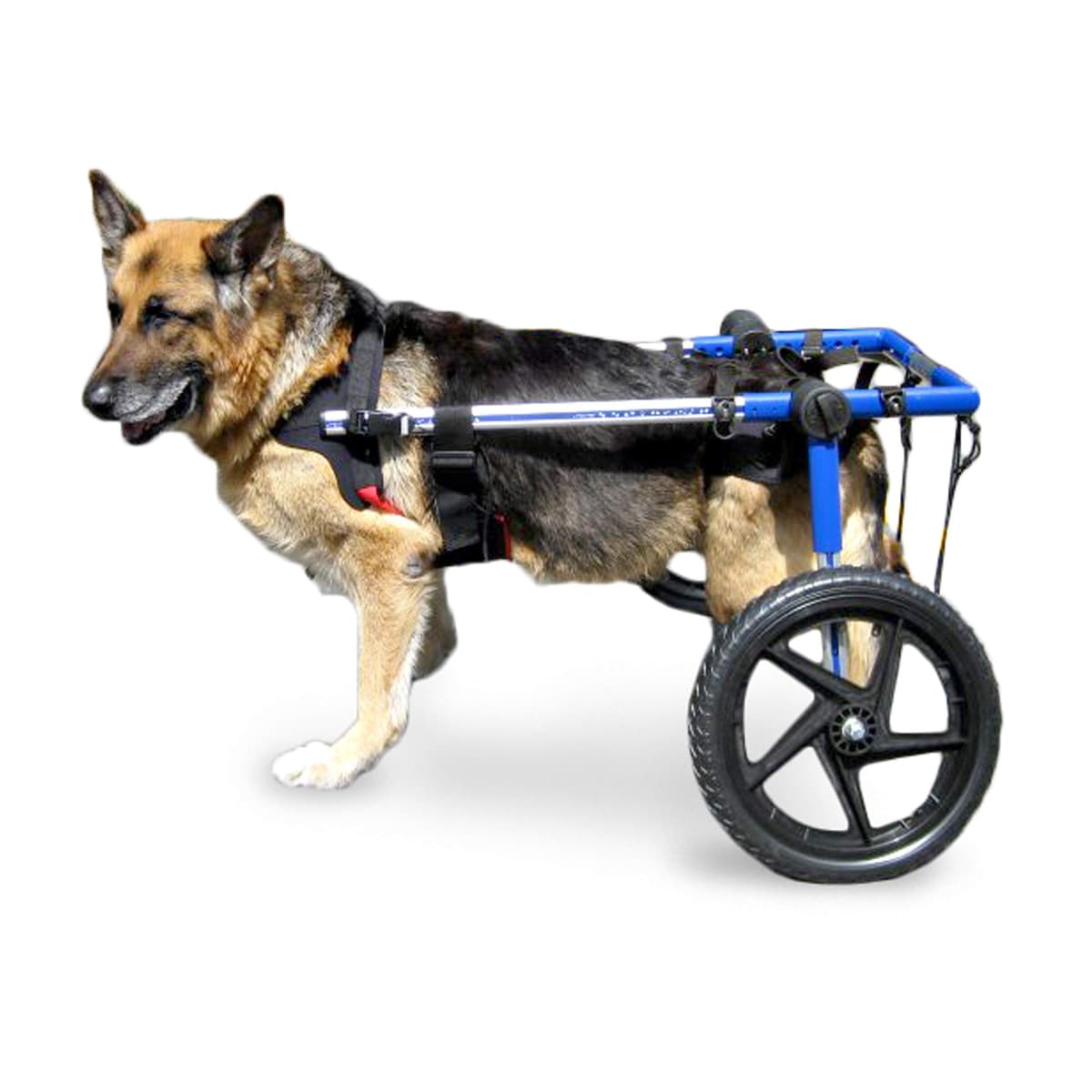 Silla de Ruedas para Perros Walkin' Wheels WW560-BLUE