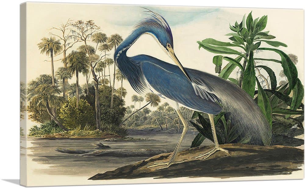 ARTCANVAS Louisiana Heron Impresión en Lienzo Estirada y Enmarcada por John James Audubon - 60 x 40"