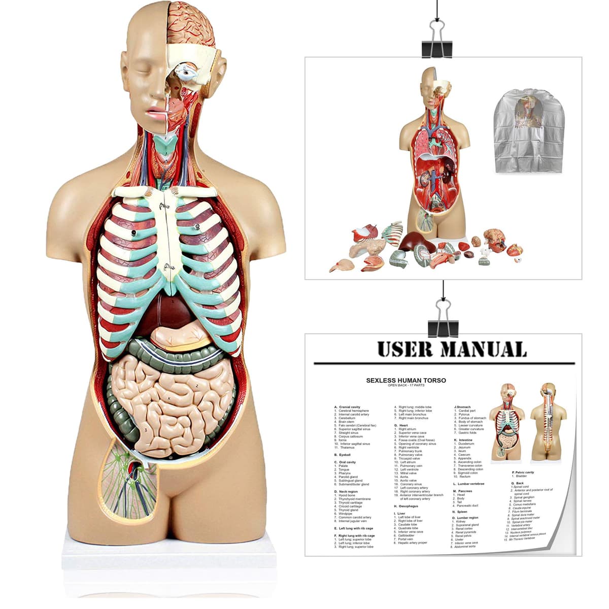 Vision Scientific Torso humano sin sexo 17 partes con diseño abierto en la parte posterior VAT107-DC